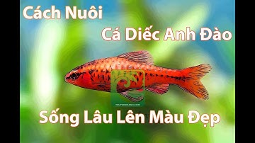 Cá Diếc Anh Đào - Cách nuôi cá diếc anh đào siêu đỏ - Cách nuôi cá diếc anh đào vây dài lên màu đẹp