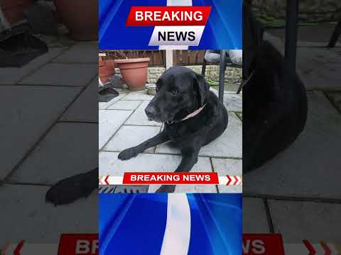 #blacklabradore  dog #labrador