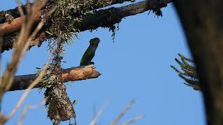 Amazona vinacea / Loro Vinoso / Vinaceous-breasted Parrot