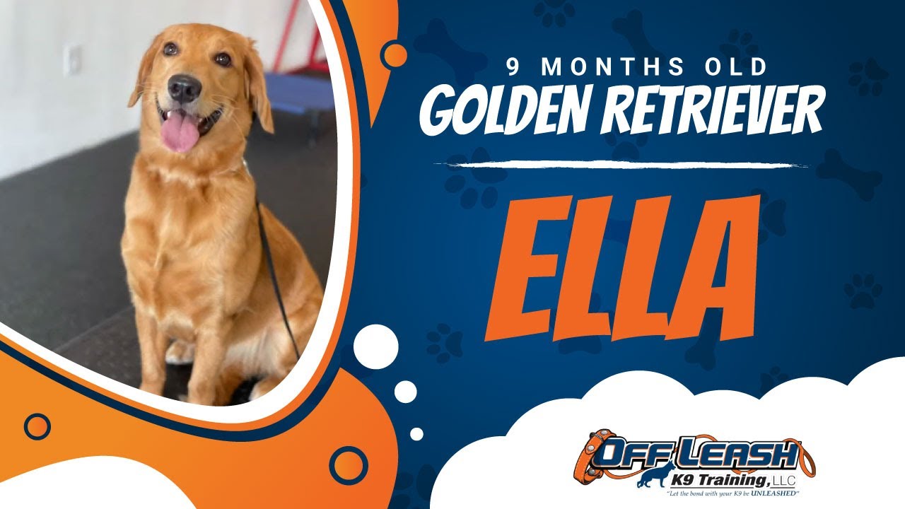 k9 unleashed dog training