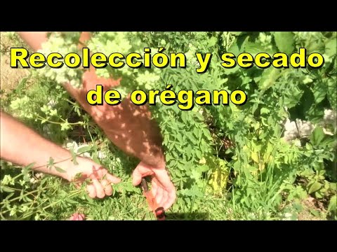 Vídeo: Farigola, Que és Més Aromàtica Que L’orenga