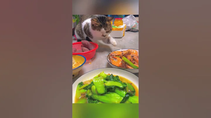 Video 10310531: cat funnycats, cat steals food, funny cat