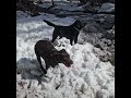 Excited Lab Puppy Playing in Snowy River with Lab Brother Pump It Black Eyed Peas