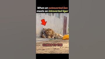 When an Extroverted Lion Meets an Introverted Tiger