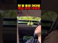 한 달 동안 기다린 망고 따기 대작전