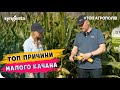 РОЗВИТОК КАЧАНІВ 🌽. ВІД ЧОГО ЗАЛЕЖИТЬ? #ТопАгрополів