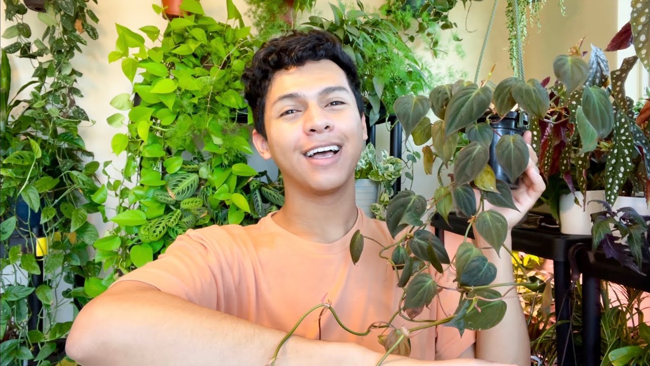 How I care for my Philodendron Micans | Watering, Fertilizer, Light, Propagation