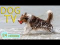 Dog tv best entertainment for dogs  music prevent boredom and fun for dog when home alone