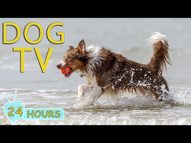 DOG TV: Best Video Entertainment for Dogs - Music Prevent Boredom and Fun for Dog When Home Alone class=