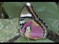 Butterflies of West Africa part 1 Euphaedra