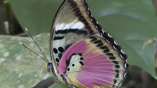 Butterflies of West Africa part 1 Euphaedra