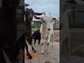 GOATED update 🐐❤️ ✨
