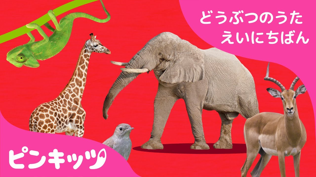 Abcどうぶつきしゃ どうぶつのうた 英日版 子ども向け英語の歌 ピンキッツ童謡 Youtube