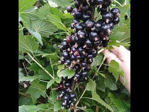 Смородина Экзотика