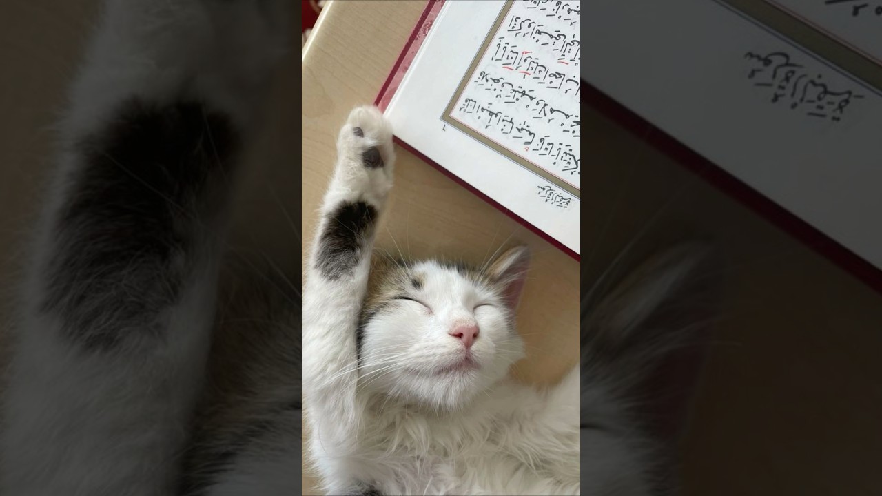 halal cats with funny action + cuteness🤩 