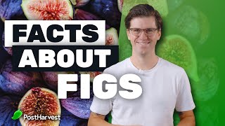 Facts About Figs