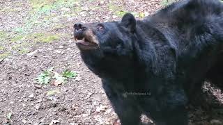 Cautious Bear Vs Electric Fence At Squam Lakes NH