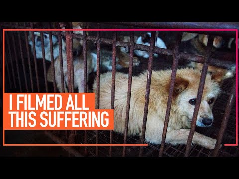 A Message from Co-Founder, Jose Valle, About the Dog and Cat Meat Trade