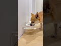 人生で初めて迎えた相棒が最高すぎる
