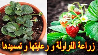 زراعة الفراولة و العناية بها و طرق تسميدها