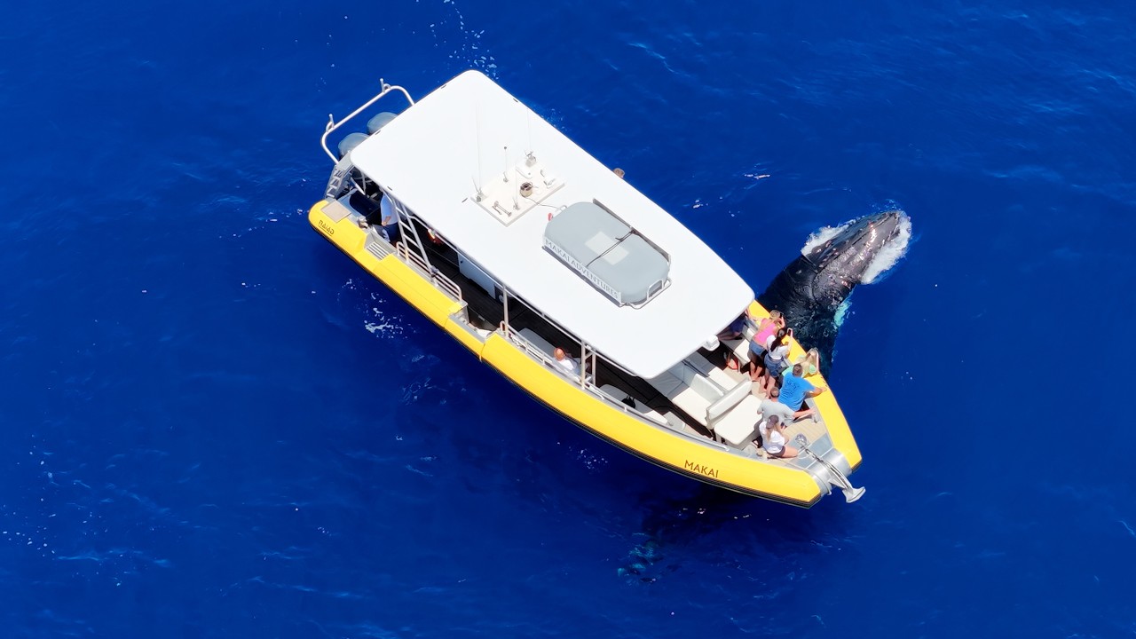 Real Footage Makai Adventures - Whale Watching Maui
