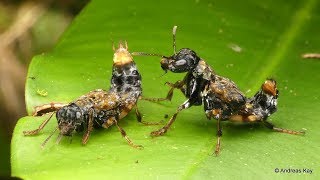 Courtship? of Transvestite Rove Beetles