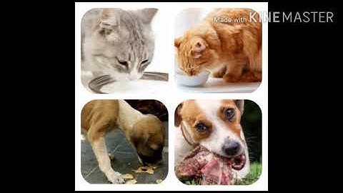 Std : 3 Sub : E.V.S ( Science) Ls .No 12 Our need for food .