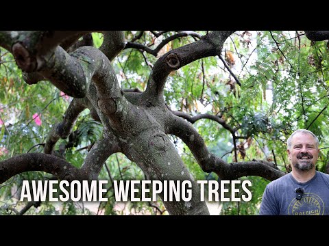 Βίντεο: Πληροφορίες Weeping Redbud - How to Grow a Lavender Twist Redbud Tree