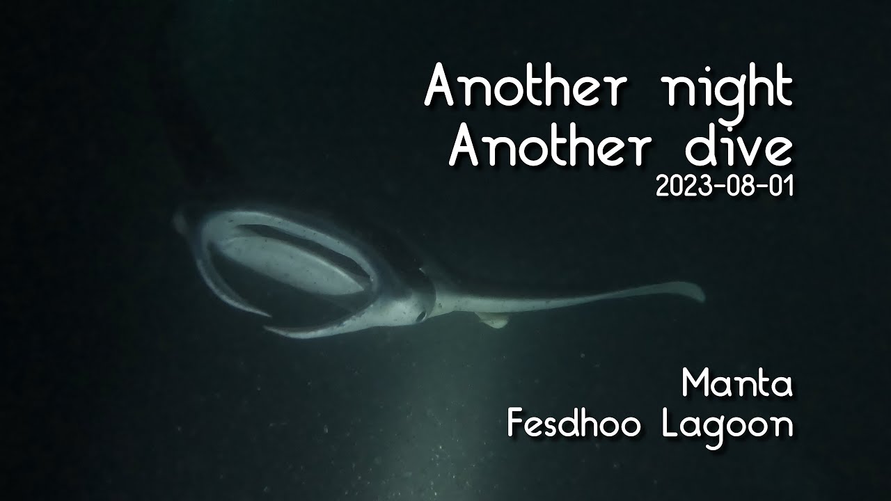 Liveaboard night dive with Mantas at Fesdhoo Lagoon Maldives, 4k 60fps GoPro