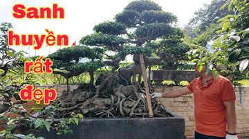 Giao Lưu Báo Giá Sung-Sanh-Si-Sam hương ở khu thương mại Festival Phú Thọ(Mr ĐẠI 0967828345)