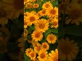 'Tuscan Sun' &amp; 'Bit of Honey' Heliopsis 💛🌼