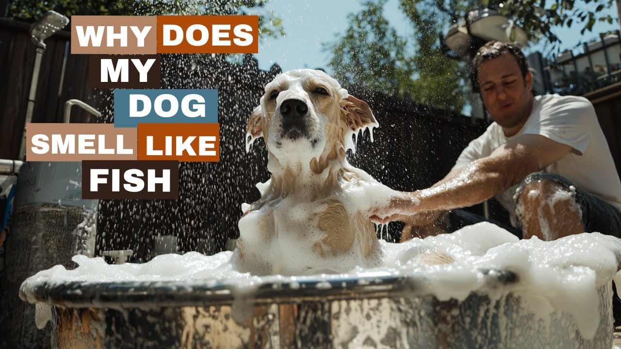 Picture Idea: Why Does My Dog Smell Like Fish