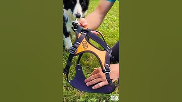 HARIA: harness for #rescue with #helicopters, #police and working #dogs. #shorts #kongitaly #k9