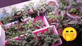 видео: результаты осеннего черенкования ГЕОРГИН дома ! картинка: результаты осеннего черенкования ГЕОРГИН дома !