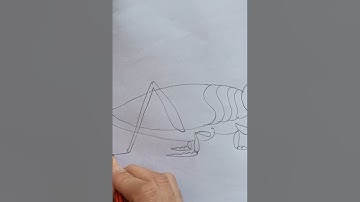 how||🖍️how to draw grasshopper🦗||drawing trick||टिड्डा कैसे बनाएं#art #new #viral #shorts #ytshorts