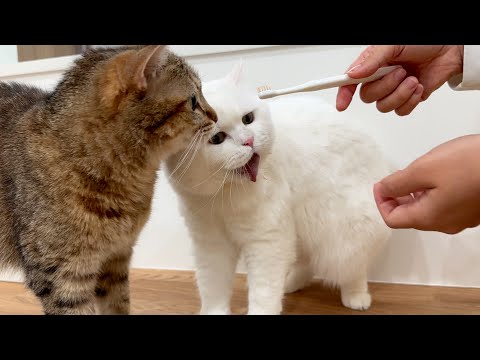 猫の体に大量の歯磨き粉がついて大変でした^^;
