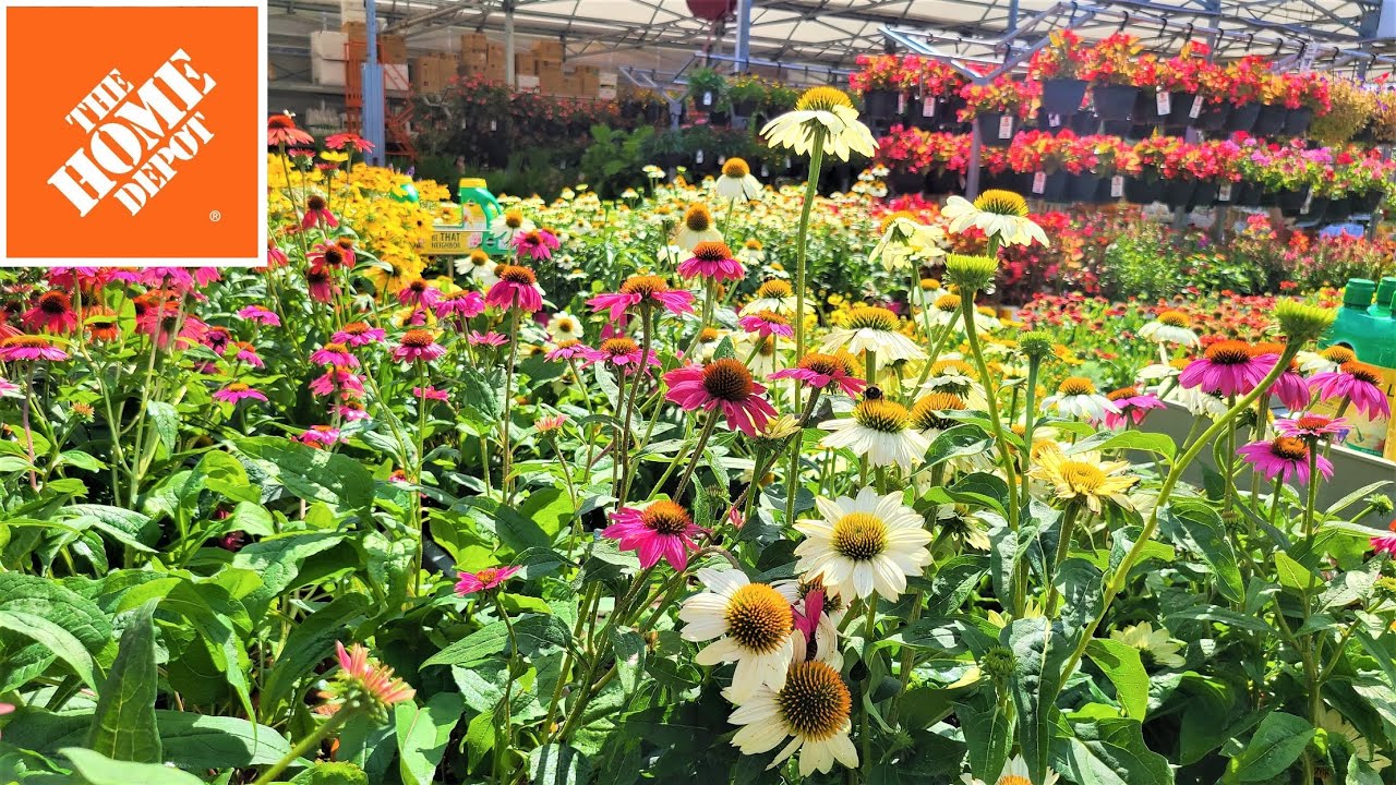 Home Depot Garden Center NEW Inventory August 2022 YouTube home-depot-garden-center-new-inventory-august-2022-youtube