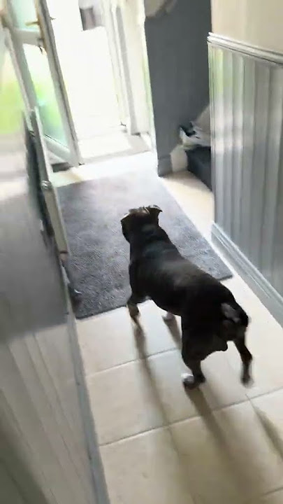 @reggiethestaffy0: Anything for a treat 😂 #dog #doglover