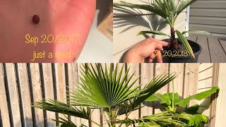 Growing Washingtonia robusta from seed to 4 years time lapse