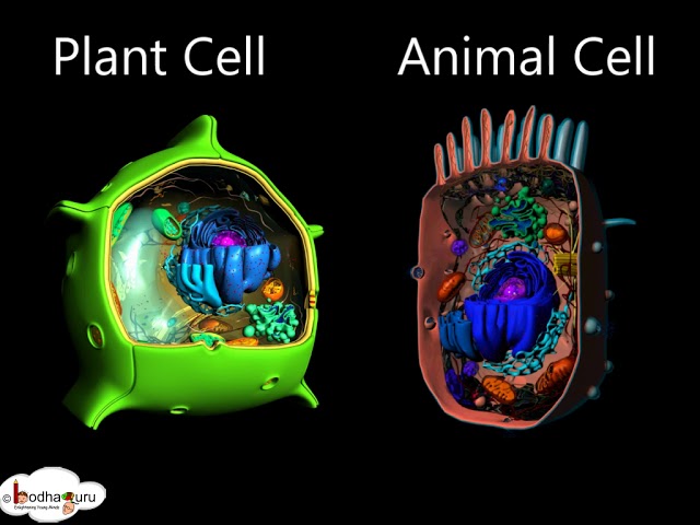 plant cell and animal cell 3d