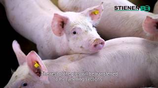 Climate Solution Piglet Houses  Stienenbe
