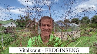 Erdginseng - Natürliches Stärkungsmittelvitalkräuter Im Portrait, Anbau, Pflege Und Verarbeitung