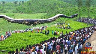 এখনো পর্যন্ত খুঁজে পাওয়া 6 টি সবথেকে বড় সাপ | BIGGEST SNAKES EVER FOUND | LARGEST SNAKES screenshot 5