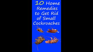 10 Best Home Remedies to Get Rid of Cockroaches 3