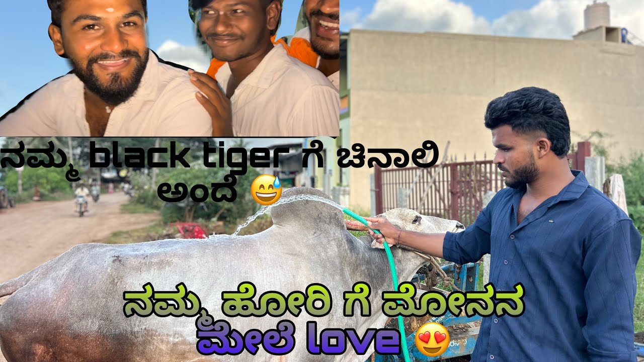 ನಮ್ಮ ಮೋನಾಗೆ hori 🐂ಅಂದ್ರೆ ಬಯ ಅಂತೇ 😱 ನಮ್ಮ black tiger ಗೆ ಚಿನಾಲಿ ಅಂದೇ avna reaction 😨ನೋಡಿ 😝 crazy 