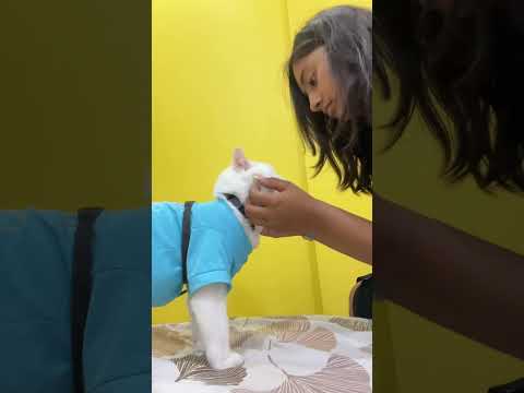#funny #pets #catshorts #jimmysdailydrama #trendingshorts #fypシ゚viral