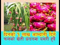 Dragon Fruit dharanलकडाउनको बेला धरानमा दिनको १ लाख आम्दानी दिने फलकोखेती शुरु सबै जानकारी भिडियोमा