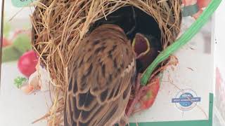 Sparrow feeding its babies