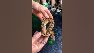 Last Shipping Day! #molinarosnakelab #shorts #python #christmas #reptiles #petsnakes #ballpython