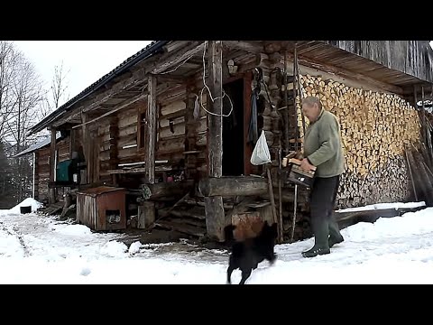 Video: Bergkalkoen of blanke sneeuwhaan. Waar leeft de bergkalkoen, foto's en basisinformatie